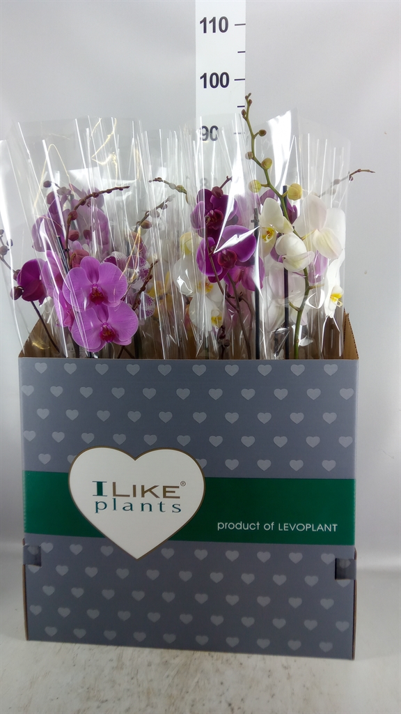 Phalaenopsis Asst 12Ø 75cm