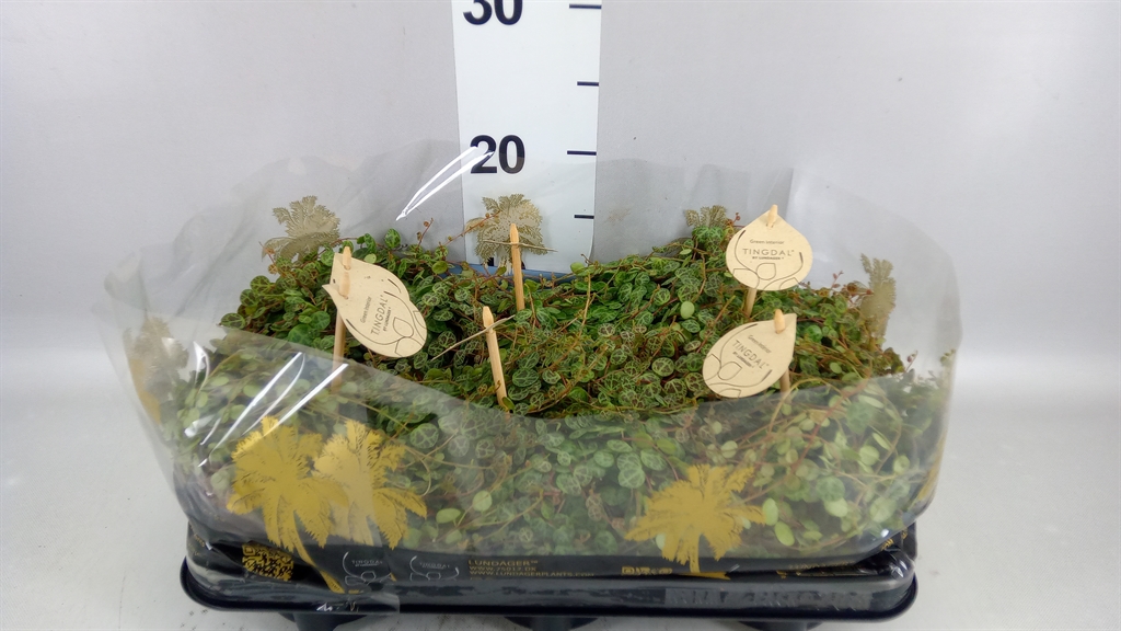 Peperomia Prostrata 12Ø 20cm