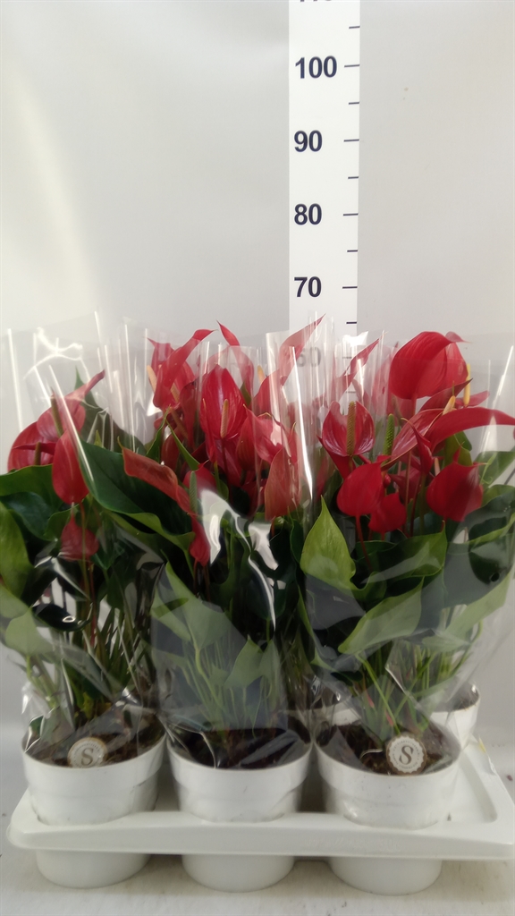 Anthurium Banderola Roja 17Ø 55cm