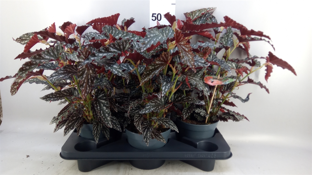 Beg Ma Spotl Dark 17Ø 35cm