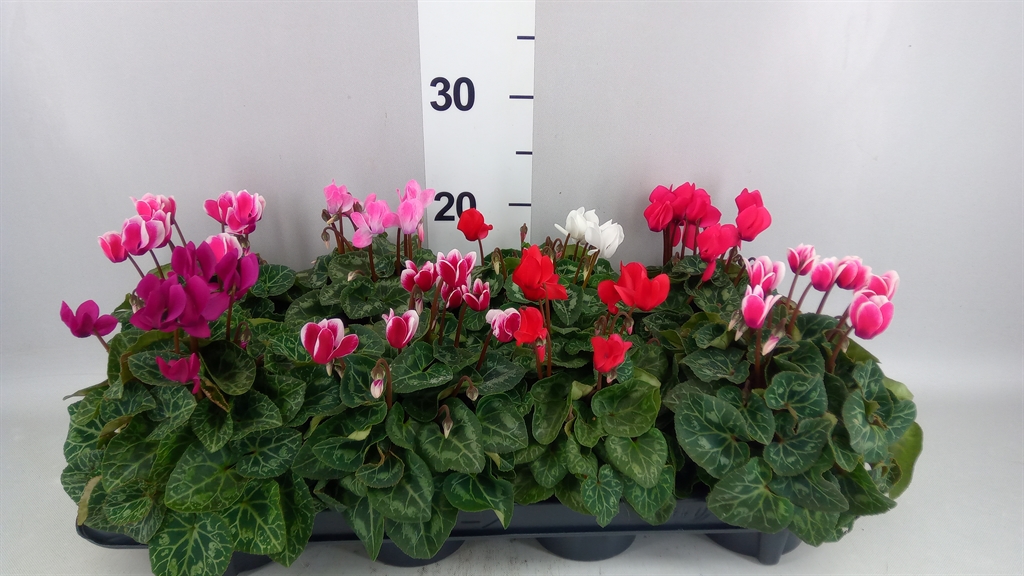 Cyclamen Super Serie Carino 10Ø 25cm