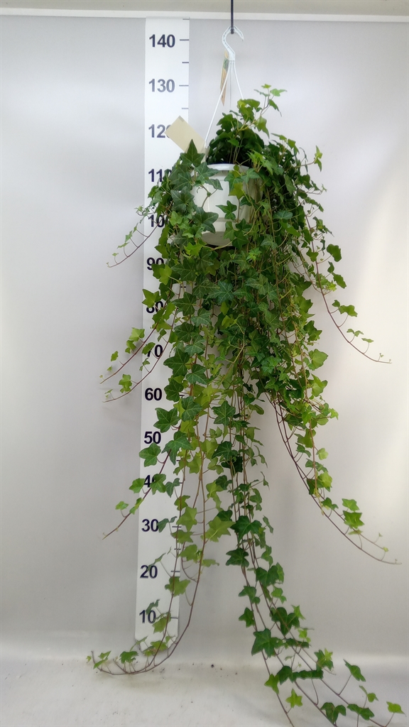 Hedera Helix Pittsburgh 17Ø 70cm