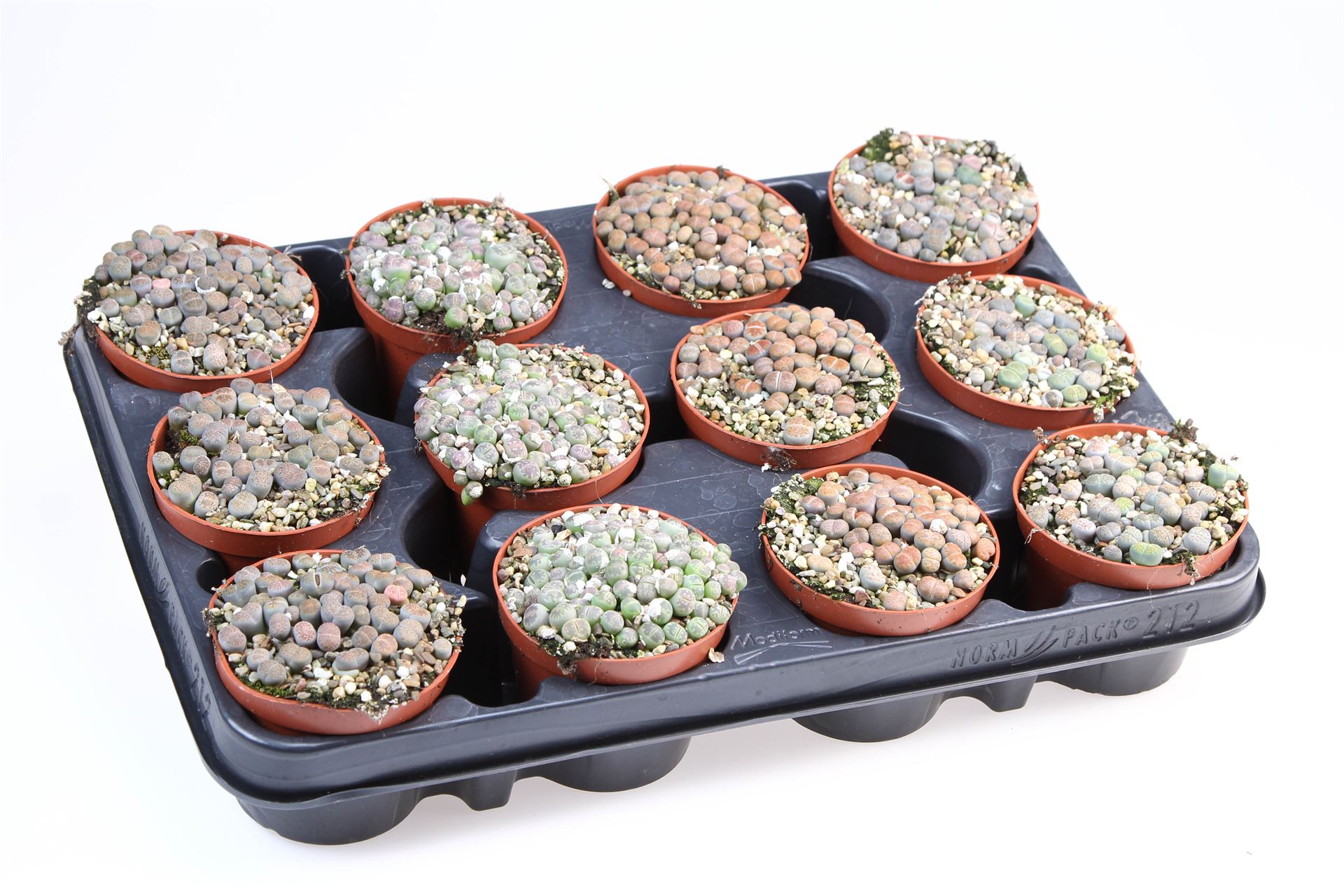 Lithops 508Ø