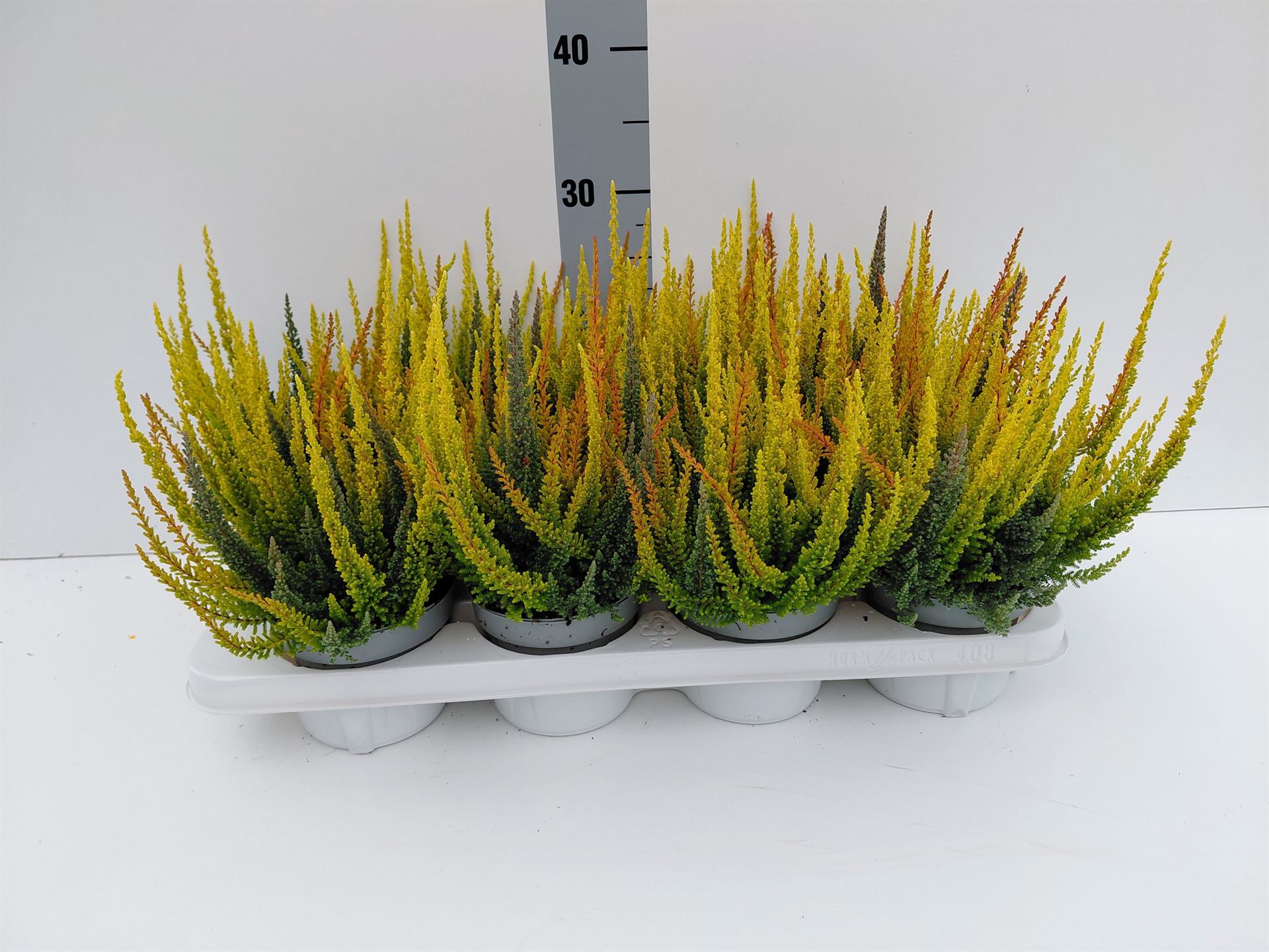 Calluna Skyline Mix 12Ø 28cm