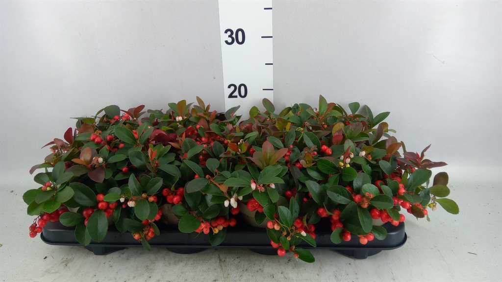 Gaultheria Ciao Bella Red 12Ø 25cm