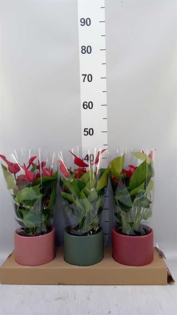 Anthu An Gemengd 12Ø 40cm