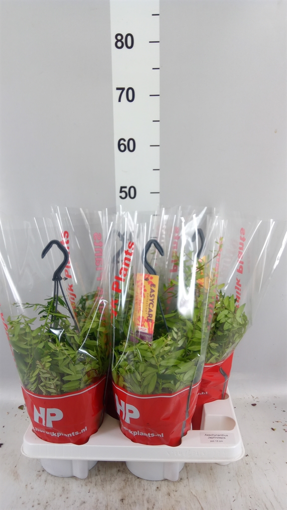 Aeschynanthus Japhrolepis 15Ø 40cm
