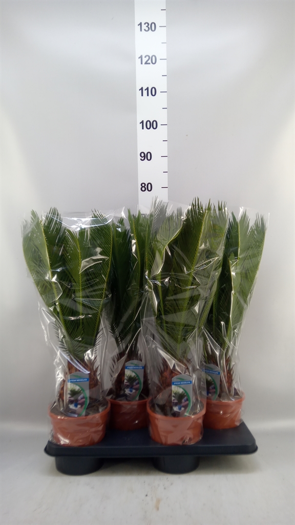 Cycas Revoluta 17Ø 60cm