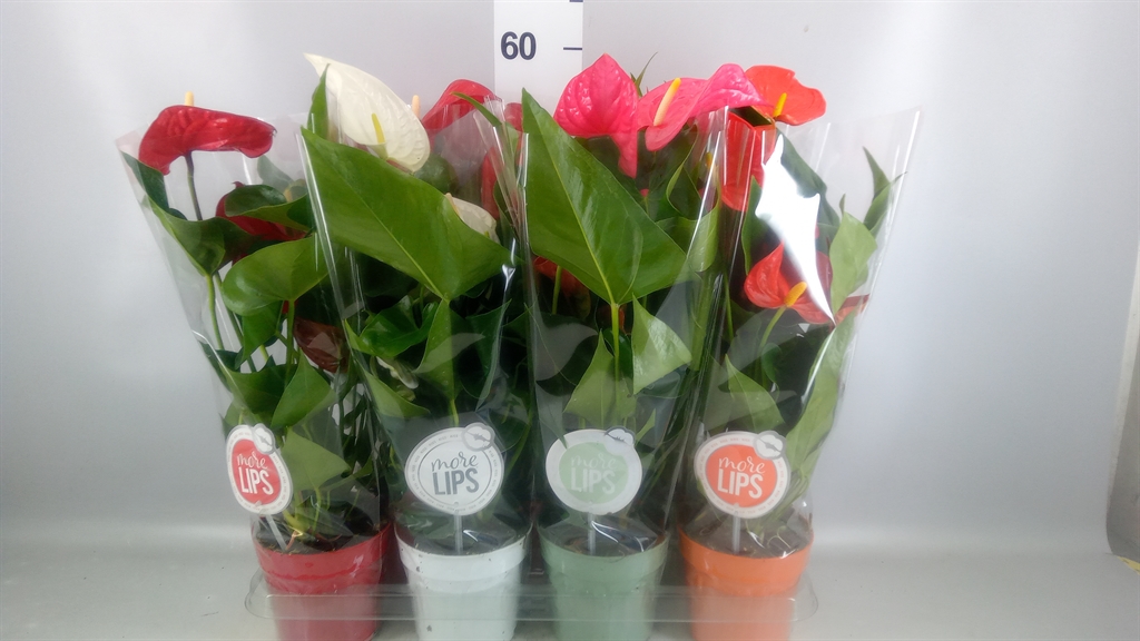 Anthurium Mix 14Ø 50cm