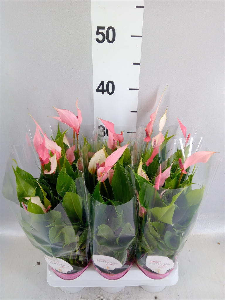 Anthurium Lilli 9Ø 25cm