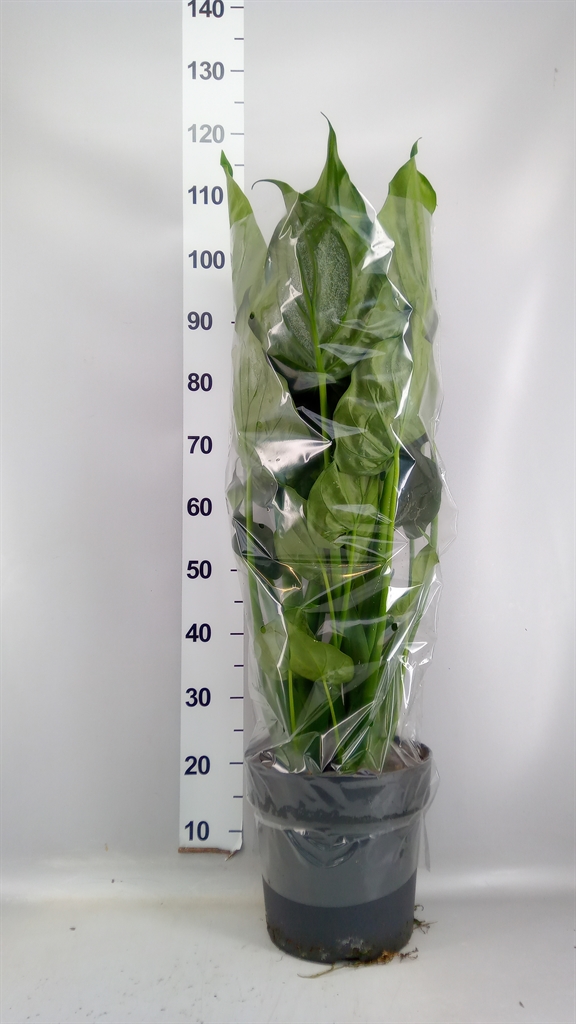 Alocasia Cucullata 27Ø 120cm