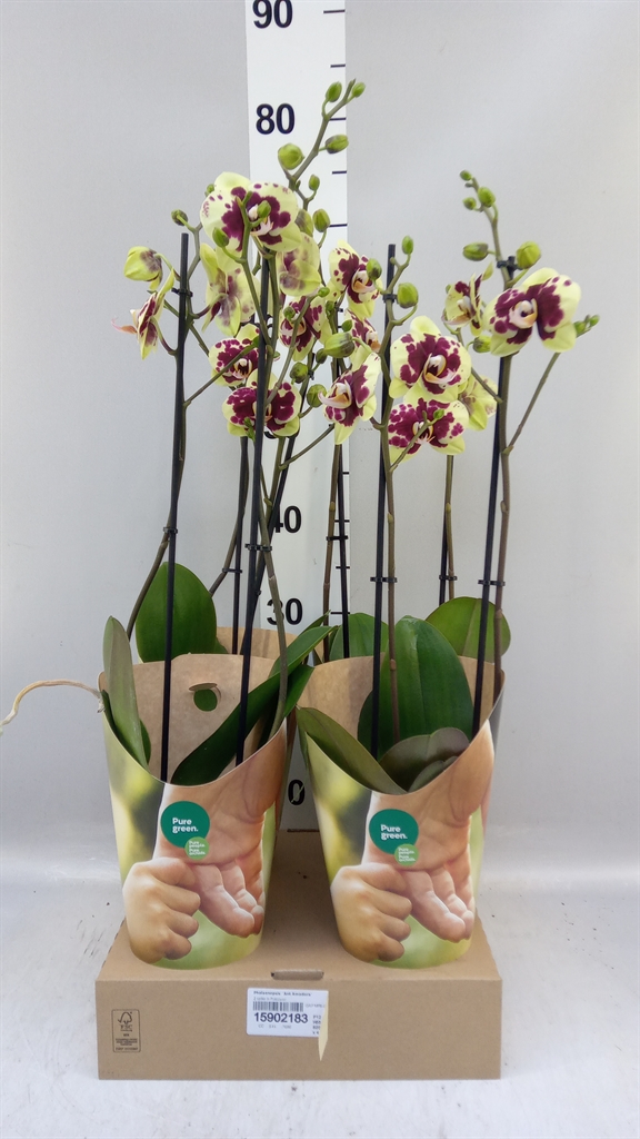 Phal An Amadora 12Ø 55cm