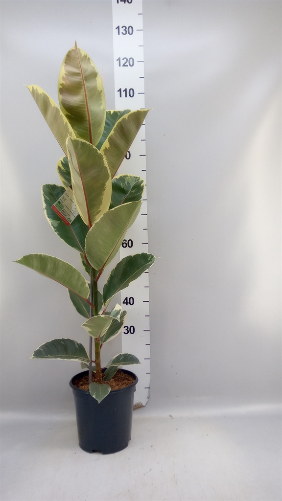 Ficus Tineke 21Ø 100cm