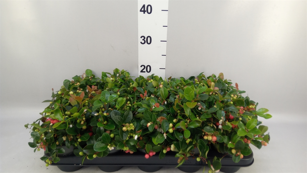 Gaultheria Big Berry 10Ø 20cm