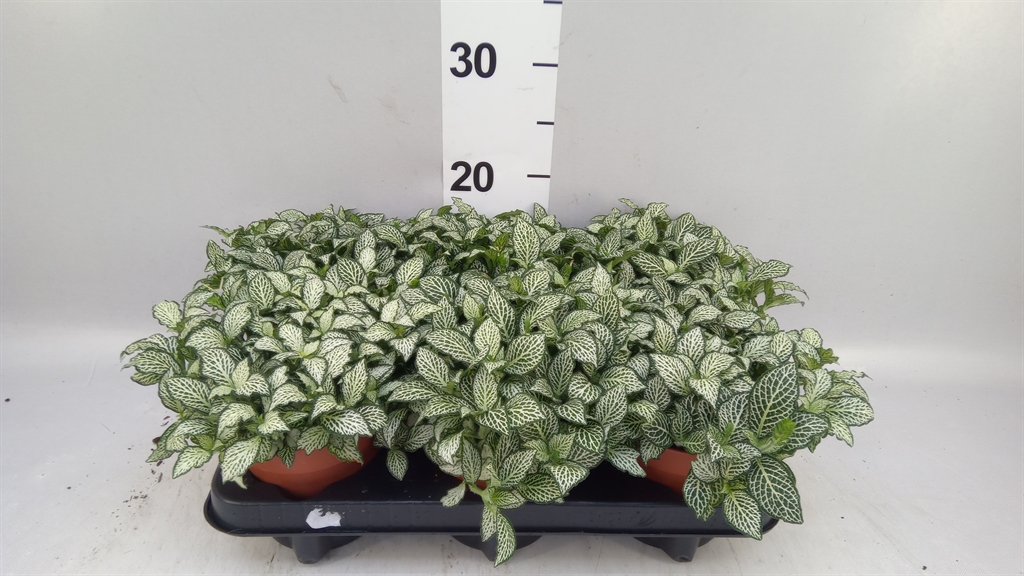 Fittonia Mosaic White Forest Flame 12Ø 20cm