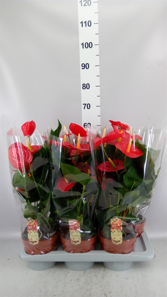 Anthurium Idaho 17Ø 60cm