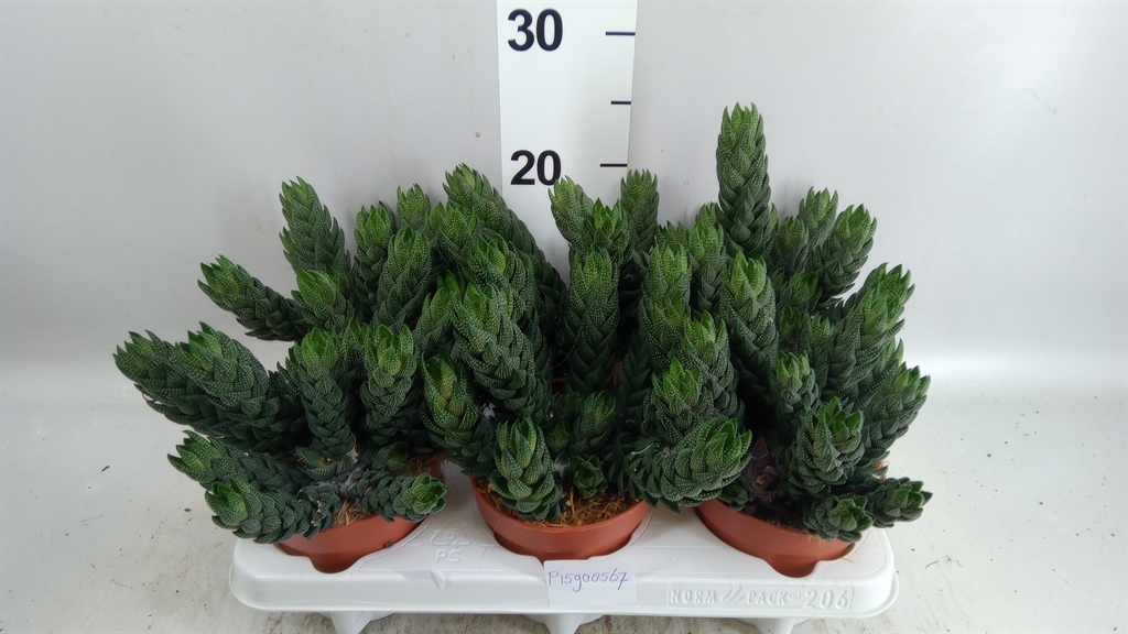 Haworthia 12Ø 25cm
