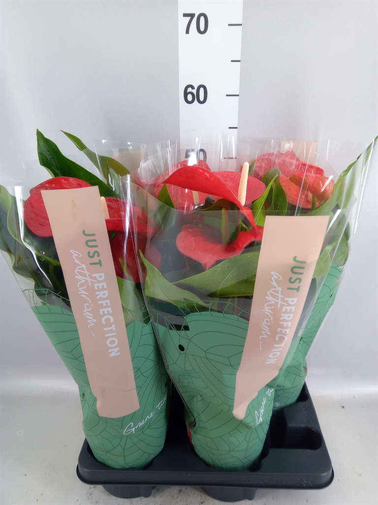 Anthurium Minnesota 14Ø 50cm