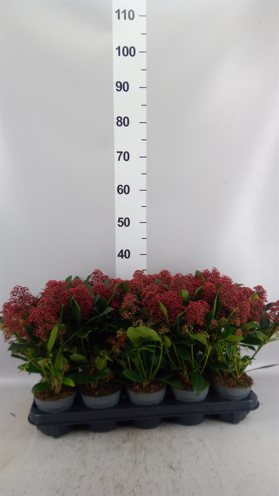 Skimmia Jap Rubella 510Ø 33cm