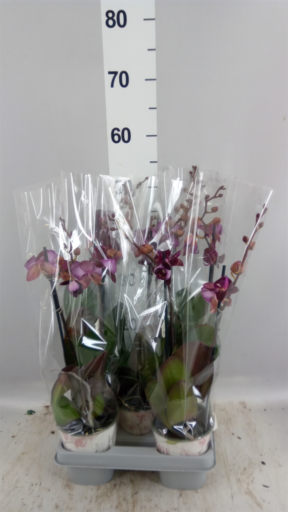 Phalaenopsis Anthura Cartagena 12Ø 45cm 2st