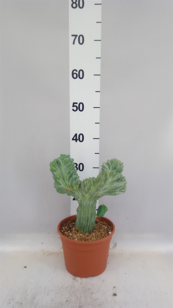 Cactus Overig 18Ø 40cm