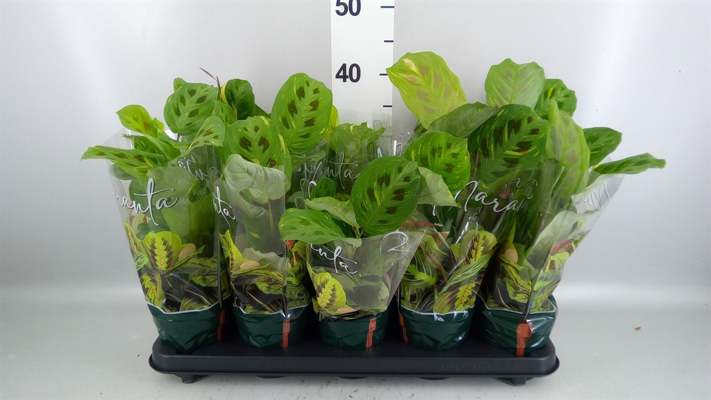 Maranta Leuconeura Momafie 12Ø 35cm