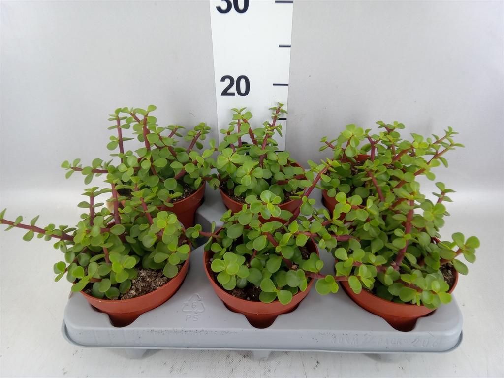 Portulacaria Afra 12Ø 20cm