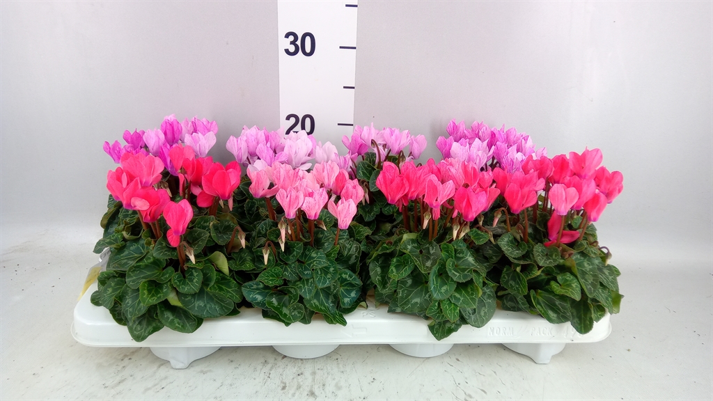Cyclamen Super Serie Crayon 10Ø 20cm