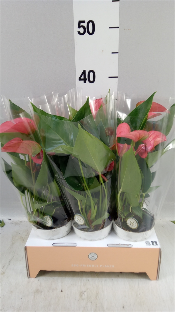 Anthu An Pink Champi 9Ø 30cm