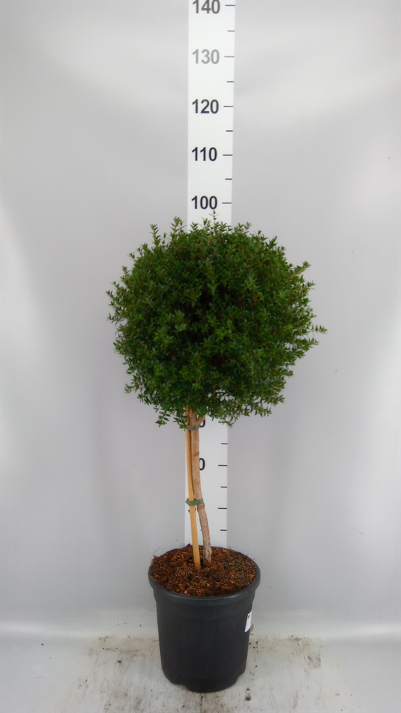 Myrtus Communis 24Ø 95cm