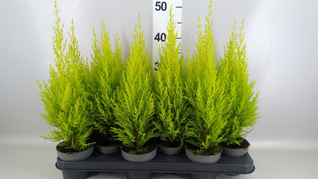 Cupressus Goldcrest Wilma 10Ø 40cm