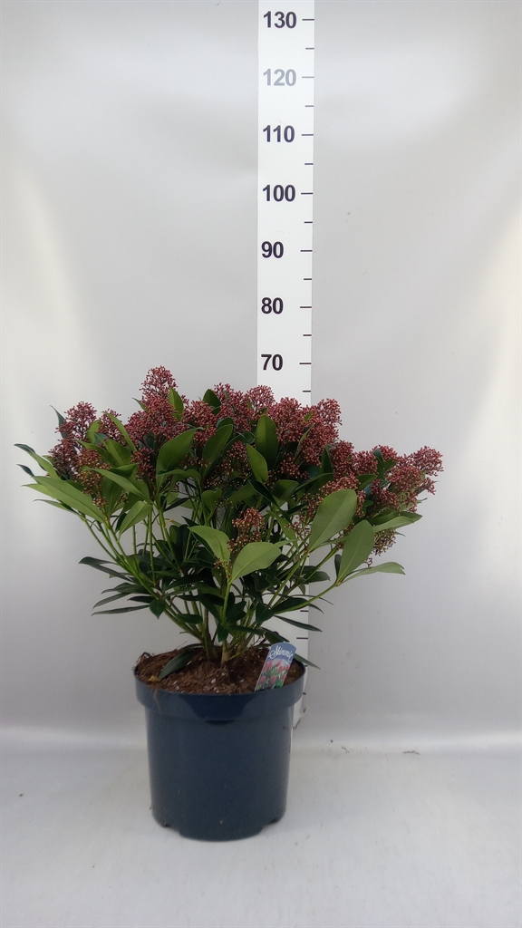 Skimmia Jap Rubella 26Ø 60cm