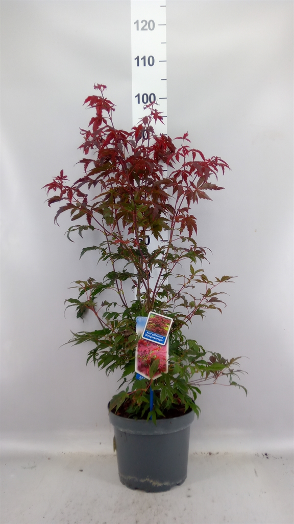 Acer Palm Atropurpureum 23Ø 90cm