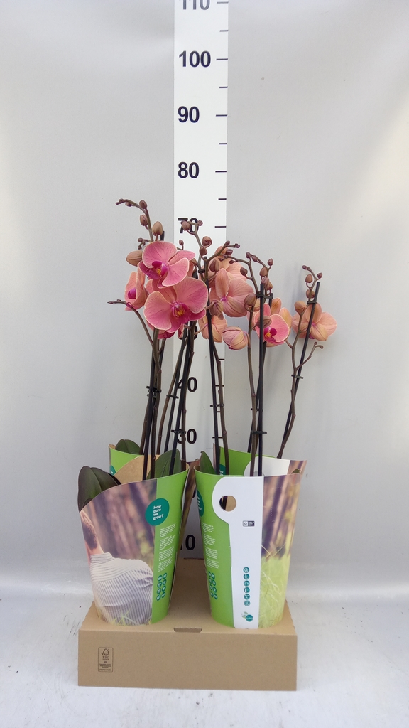 Phal An Narbonne 12Ø 55cm