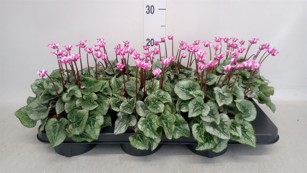 Cyclamen Metis Origami 12Ø 27cm