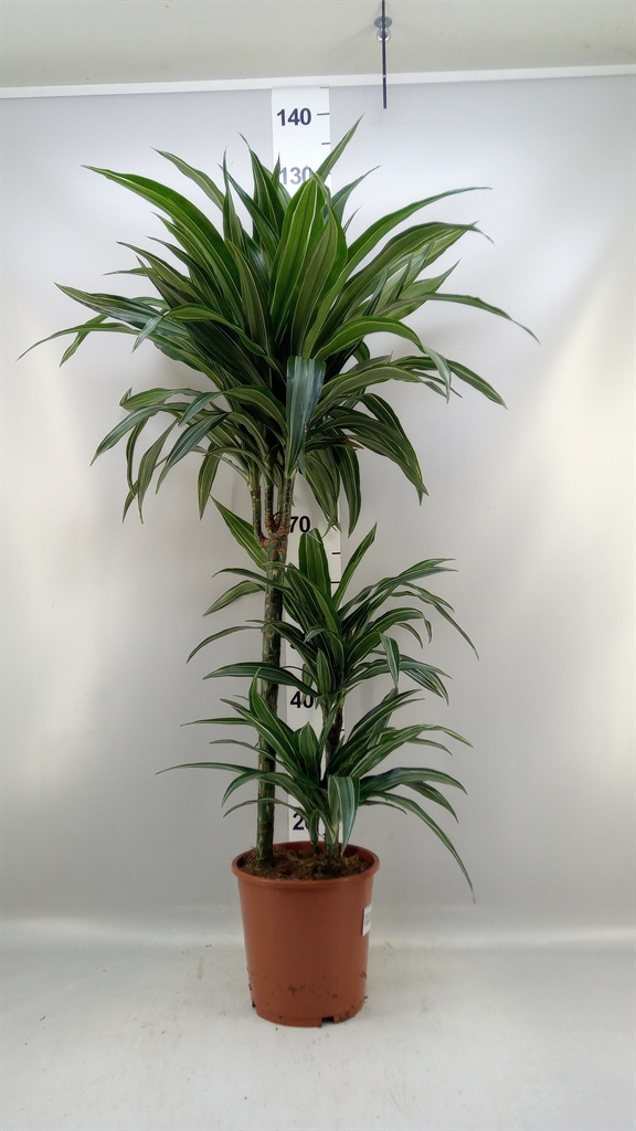 Dracaena Ulises 21Ø 120cm