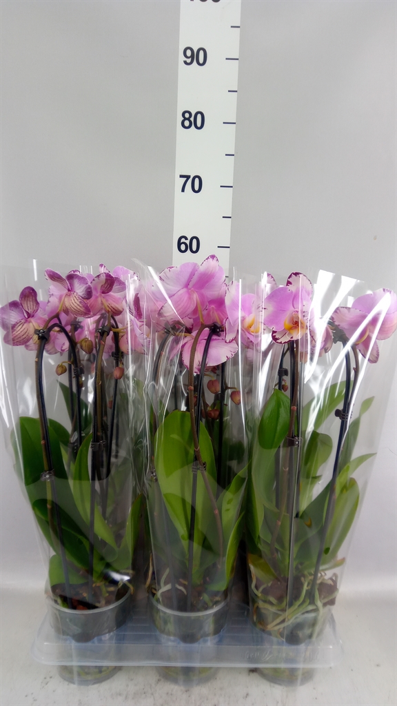 Phalaenopsis Cascade 12Ø 45cm 2st