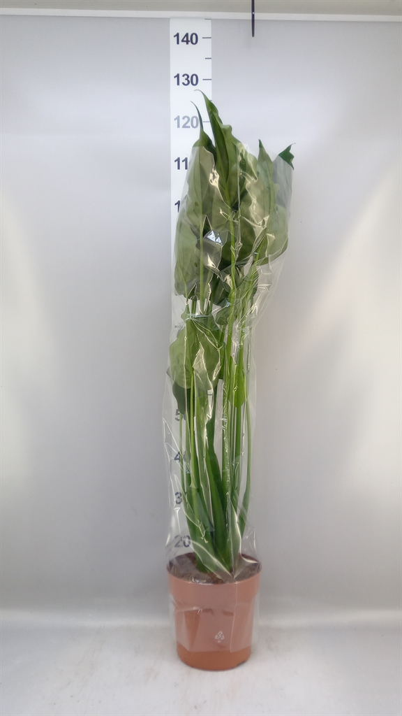 Alocasia Cucullata 21Ø 100cm