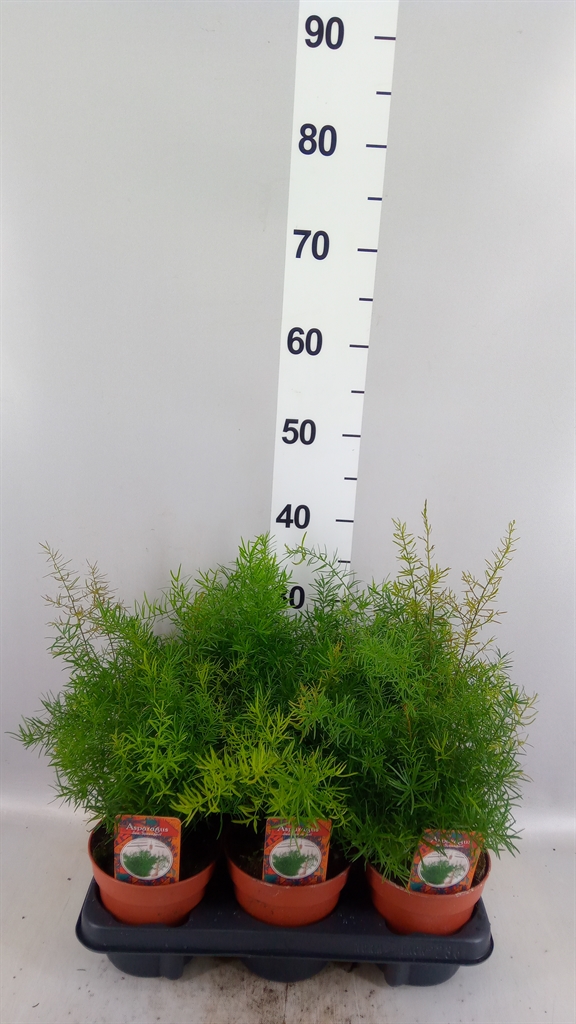 Asparagus Densiflorus Cwebe 13Ø 30cm