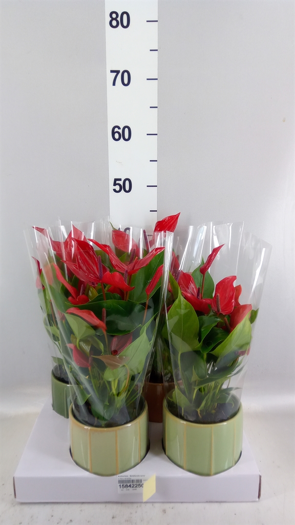 Anthurium Banderola Lava 12Ø 45cm
