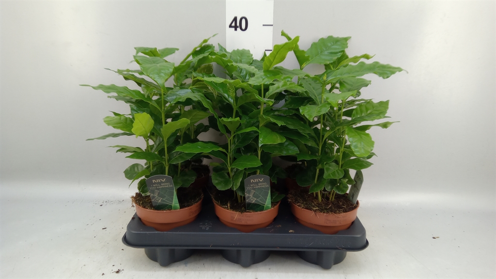 Coffea 12Ø 25cm