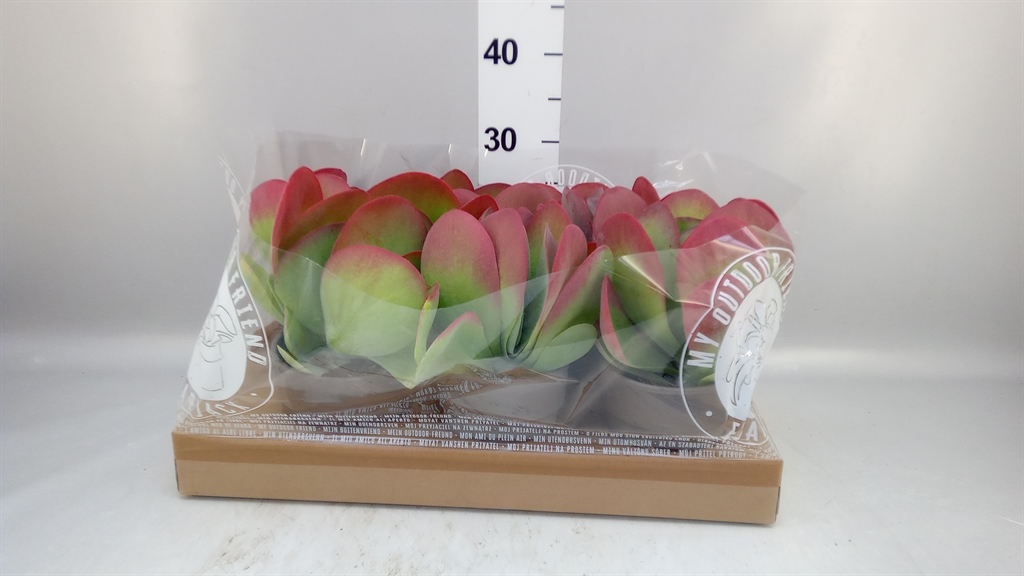 Kalan Ov Thyrsiflora 13Ø 26cm