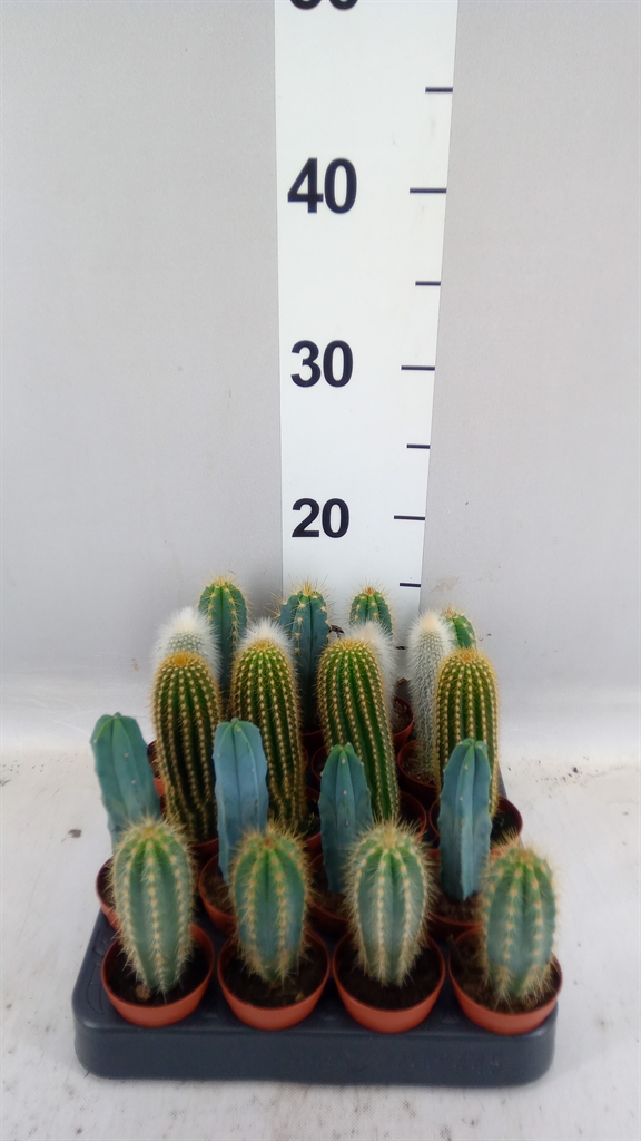 Cactus Mix 5Ø 14cm