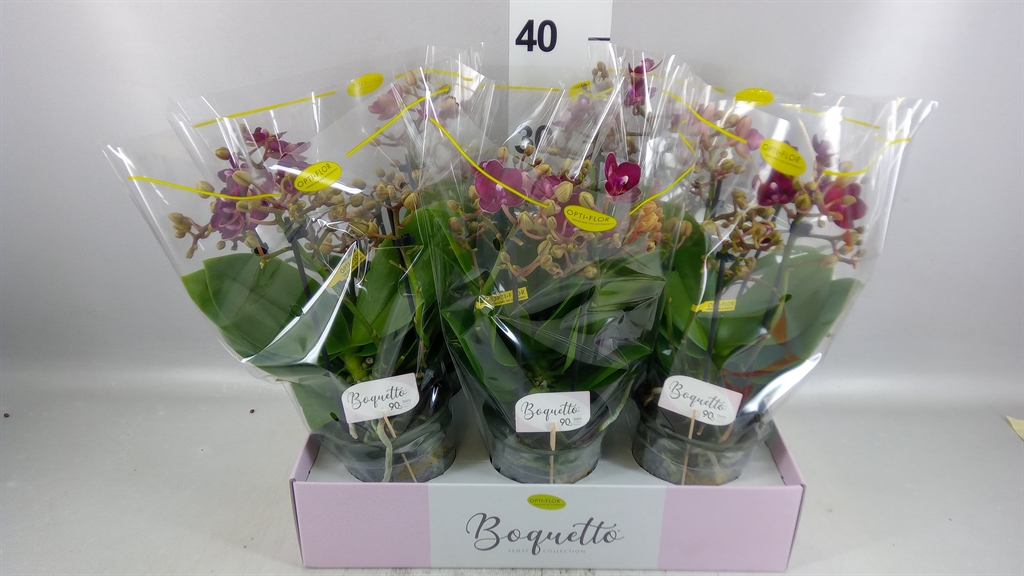 Phal Mf Ov Rood 12Ø 35cm