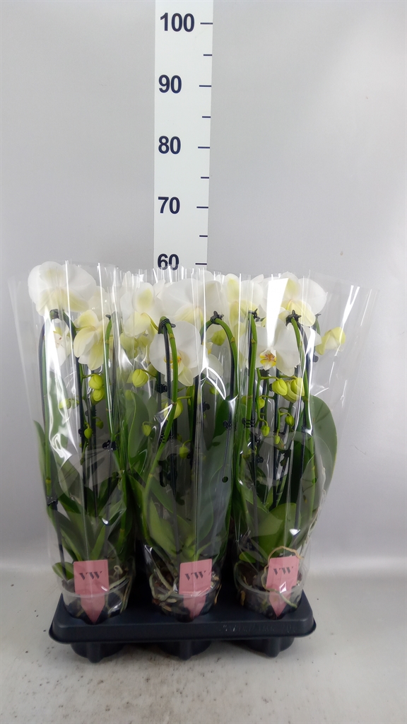 Phalaenopsis Cascade 12Ø 45cm 2st