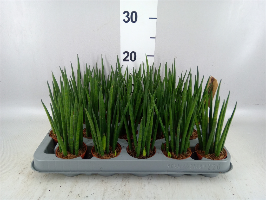 Sansevieria Bacularis 6Ø 20cm