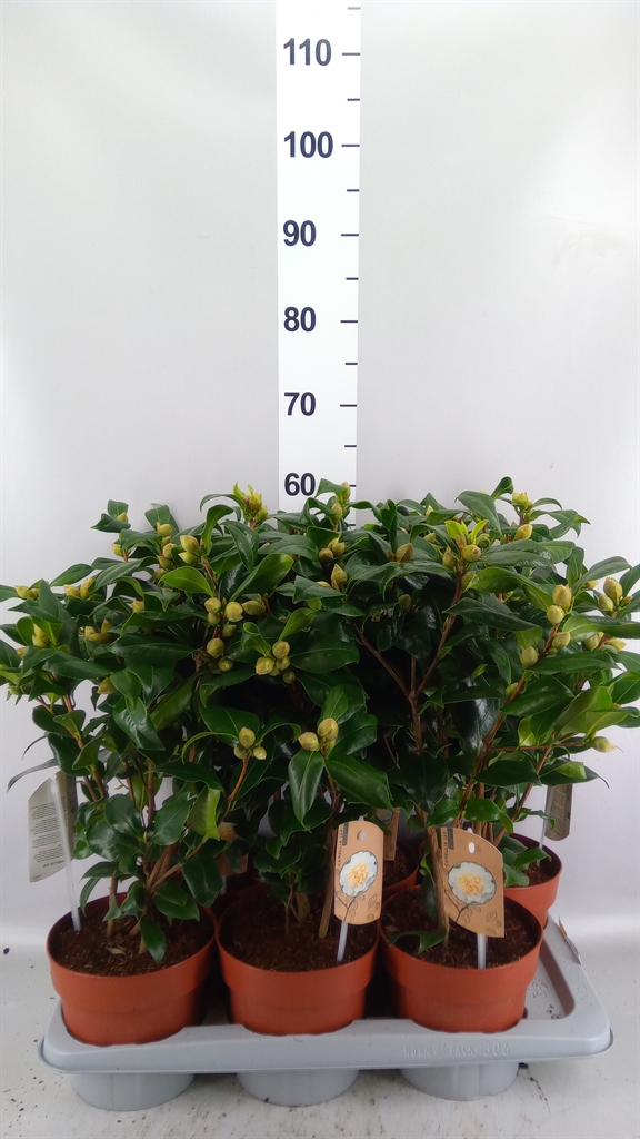 Camellia Japonica Brushfields Yellow 17Ø 55cm