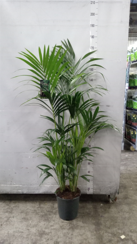 Howea Forsteriana 27Ø 160cm