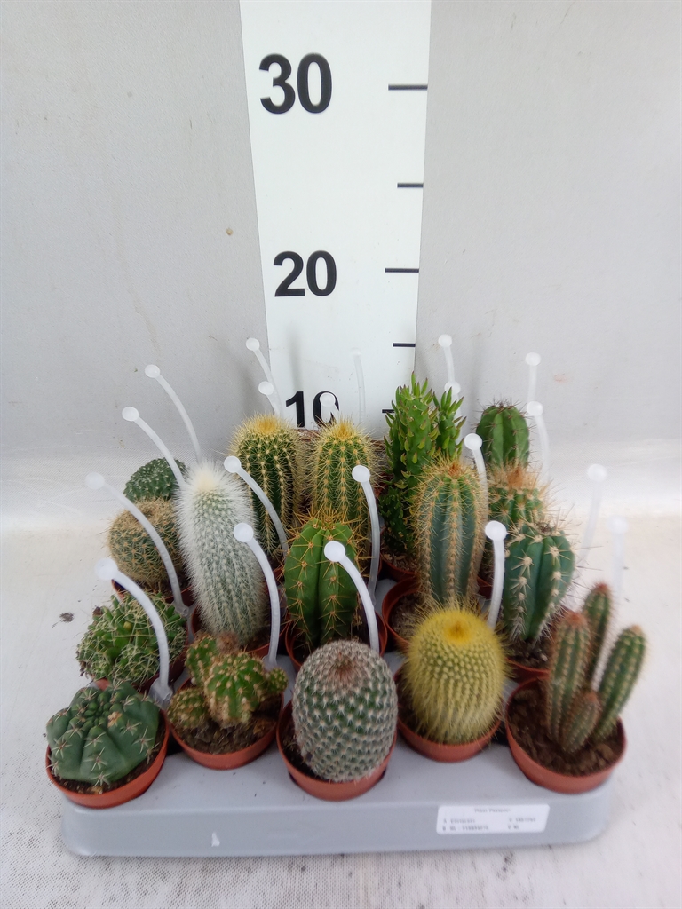 Cactus Mix 5Ø 8cm