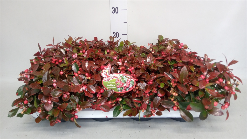 Gaultheria Procumbens 13Ø 22cm